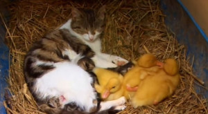 Cat and Ducklings