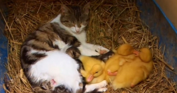 The Cat & the Ducklings