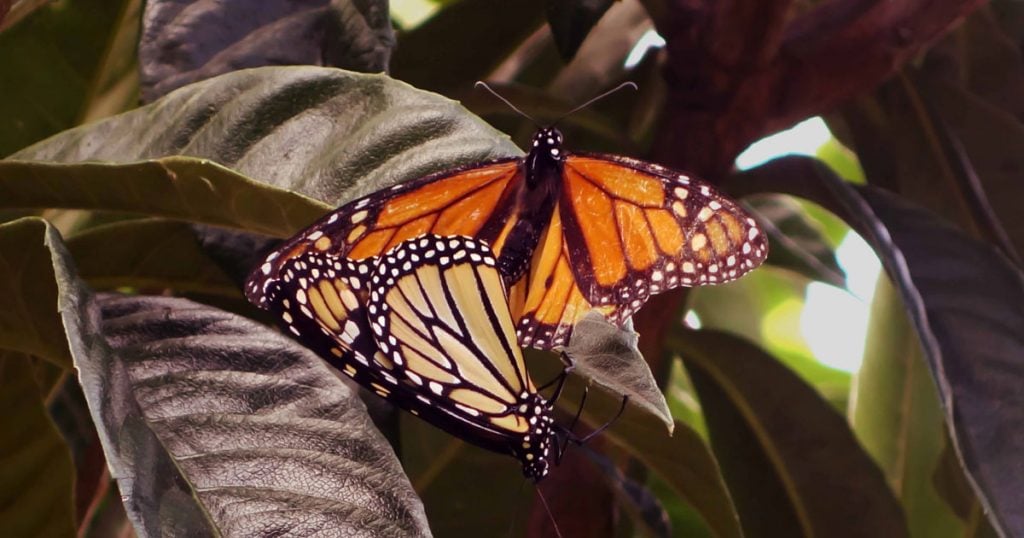 Butterflies